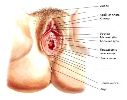 анатомия малых половых губ