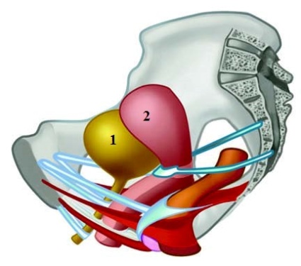 Схема структур тазового дна женщины в норме
